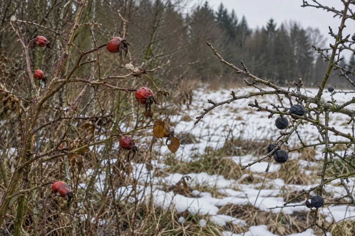 Winterfrüchte über der Schneedecke Hagebutten und Schlehen an einem winterlichen Waldrand