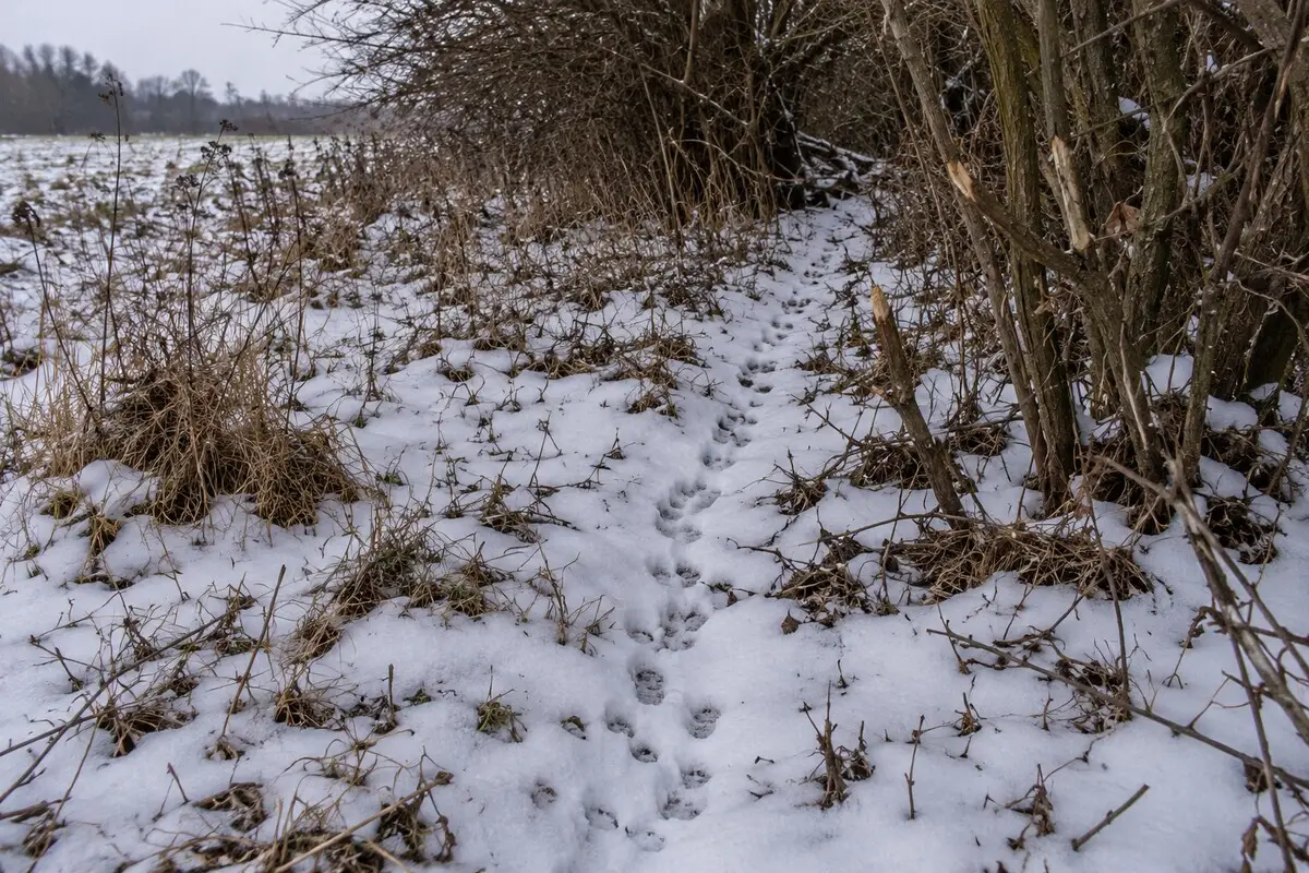 Wiederholt genutzter Wildwechsel im Schnee Wiederholt genutzte Tierspur unter einer winterlichen Hecke