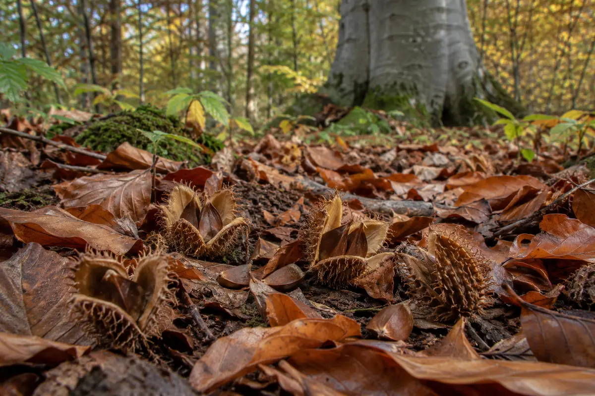 Geöffnete borstige Fruchthüllen der Rotbuche mit dreikantigen Bucheckern auf Waldboden