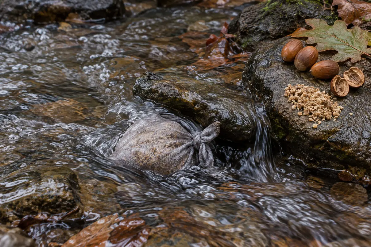 Geschälte und zerkleinerte Eicheln werden in einem Gefäß mit Wasser entbittert