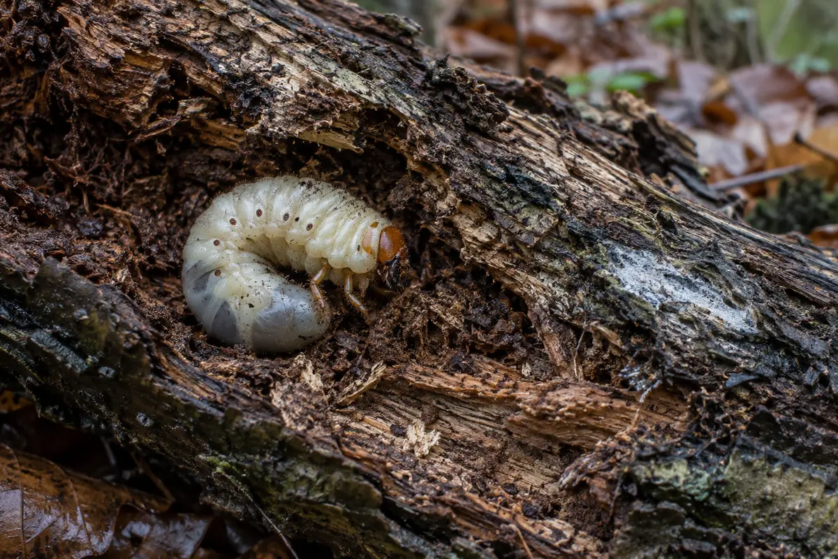 Dickfleischige Engerlinge in angefaultem Totholz, freigelegt mit einem Holzkeil