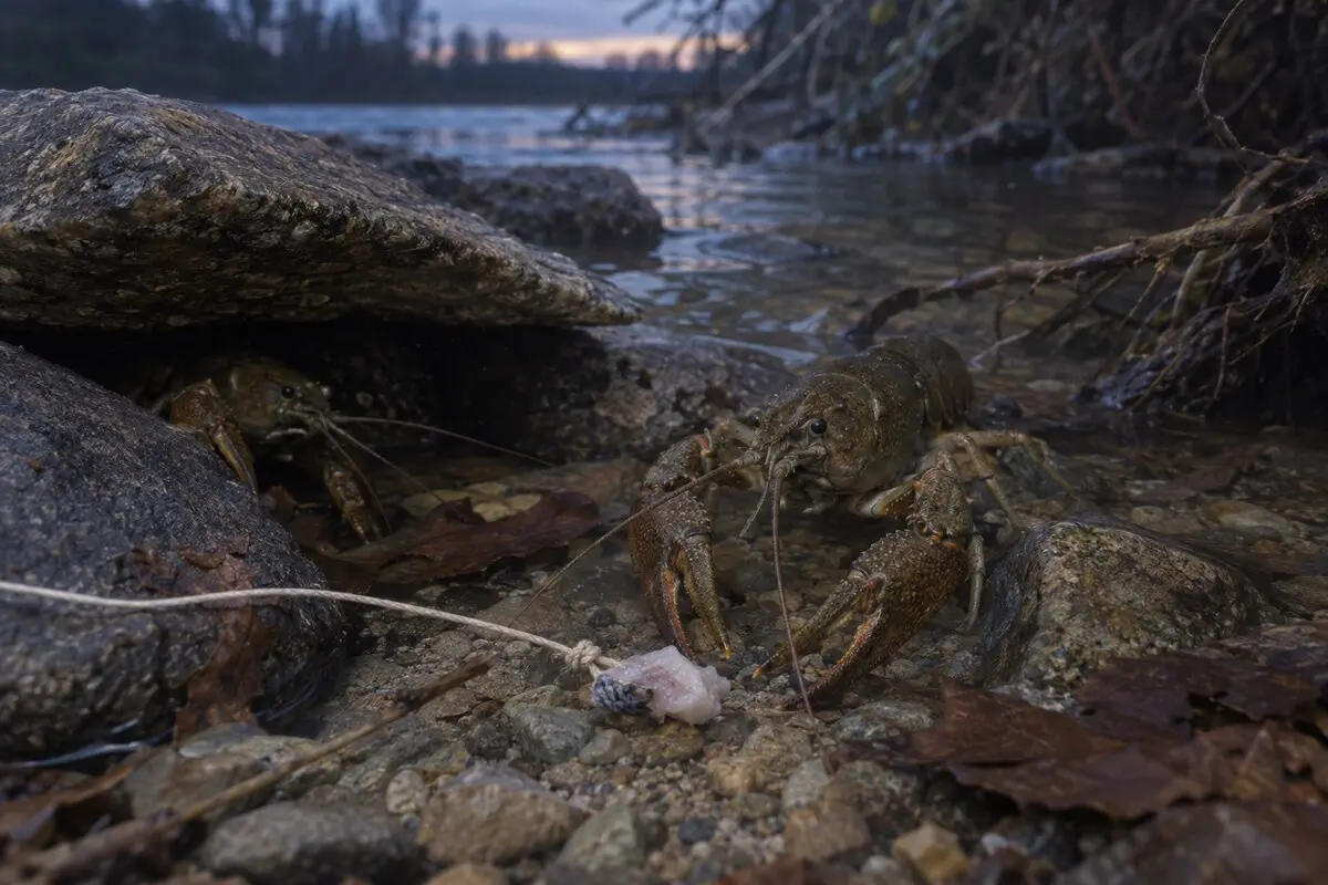 Zwei Flusskrebse kommen im flachen Wasser zwischen Steinen zu einem kleinen Fischköder an einer dünnen Schnur.