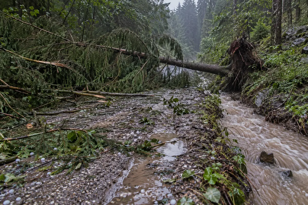 Nach einem Gewitter durch einen umgestürzten Baum blockierter Waldweg neben einem stark angeschwollenen Entwässerungsgraben