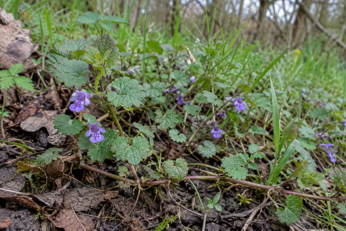 Gundermann: kriechende Triebe, rundliche gekerbte Blätter, violette Lippenblüten