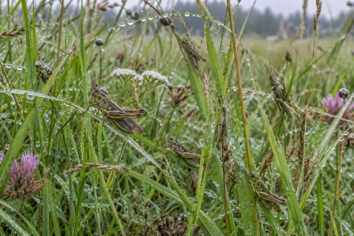 Heuschreckenfang in einer Wiese mit einfachem Beutelnetz und niedriger Vegetation