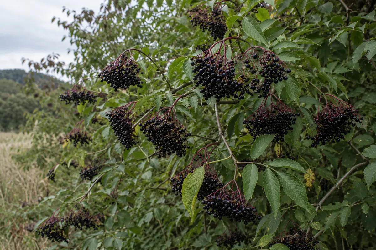 Schwarzer Holunder mit gefiederten Blättern und reifen schwarzvioletten Beeren an überhängenden roten Stielen