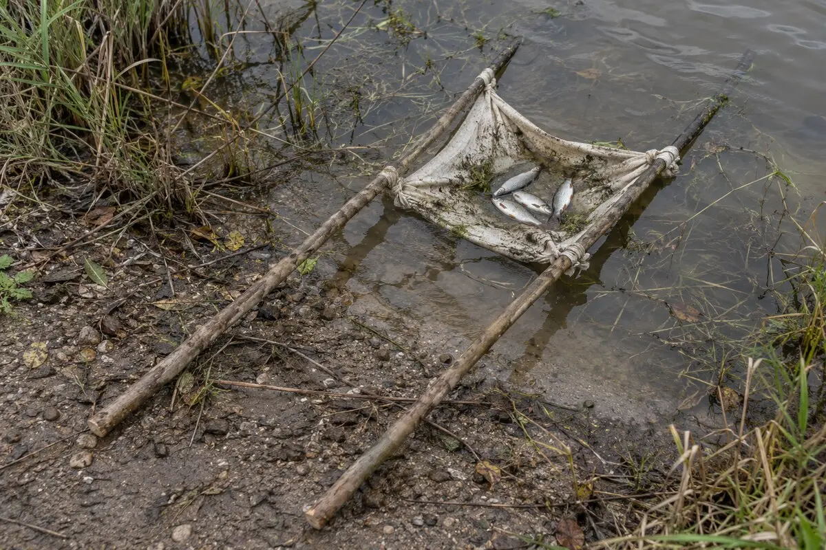 Ein festes Tuch ist zwischen zwei langen Griffstangen und kurzen Querästen aufgespannt; darin liegen mehrere kleine Weißfische im flachen Uferwasser.