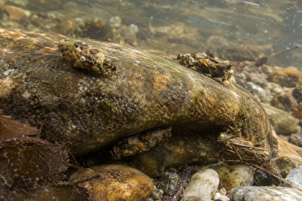 Köcherfliegenlarven in kleinen Kiesröhren unter einem Bachstein, freigelegt in flachem Wasser