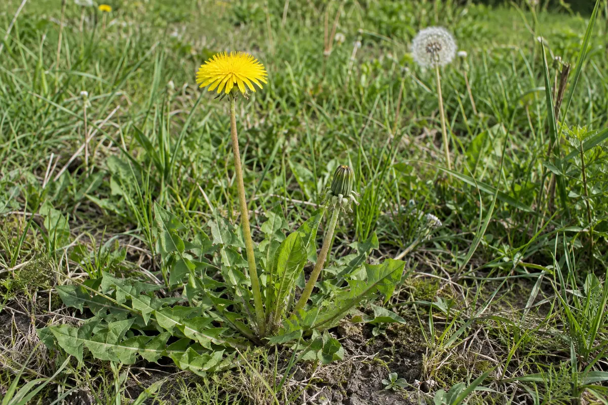 Löwenzahn-Rosette mit gezähnten Blättern, gelber Zungenblüte, hohlem milchendem Stiel