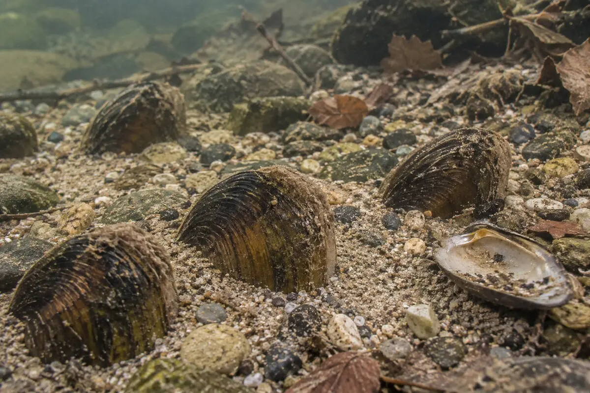 Mehrere große Süßwassermuscheln stehen natürlich halb eingegraben im sandigen und kiesigen Grund eines Flusses; daneben liegt eine leere Schale.