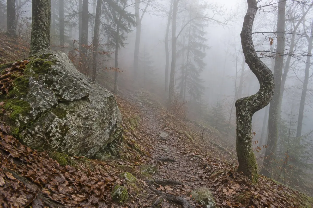 Kurzer Waldpfad mit markantem Felsen und gebogenem Baum, der nach wenigen Metern im dichten Nebel verschwindet