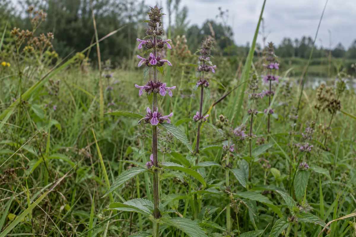 Sumpfziest am feuchten Ufer mit gegenständigen gesägten Blättern und violetten Lippenblüten in Quirlen