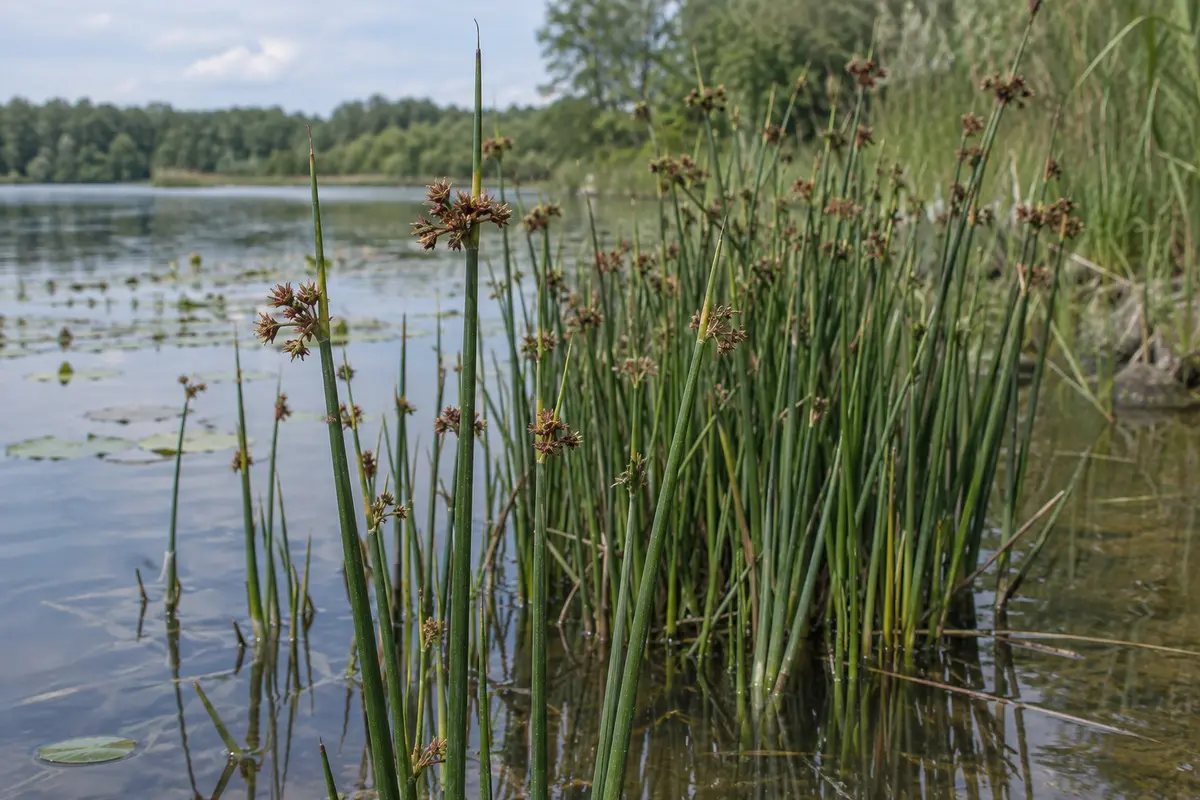Teichbinse im flachen Wasser mit runden grünen Halmen und seitlich wirkenden braunen Blütenständen
