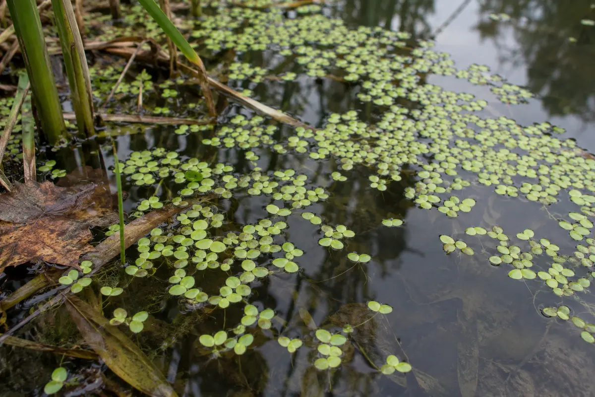 Natürliches Vorkommen kleiner grüner Wasserlinsen auf einer ruhigen Gewässeroberfläche zwischen Wasserpflanzen
