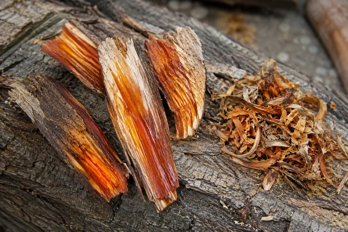 Harzreiche Kiefernholzstücke mit feinen Spänen
