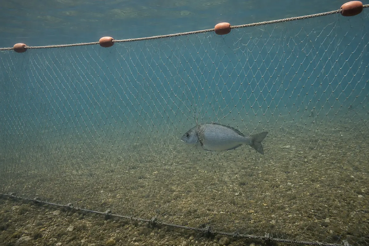 Fisch in einem senkrecht gespannten Stellnetz