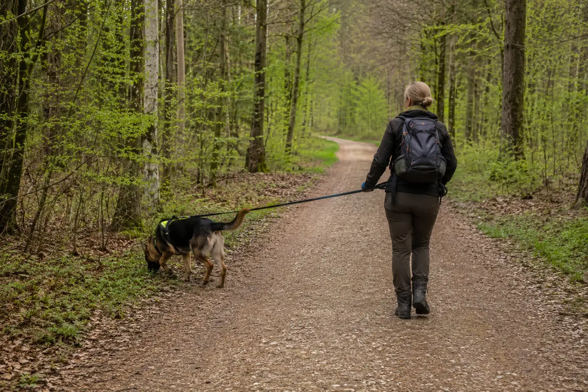 Suchhund mit Hundeführer beim Mantrailing