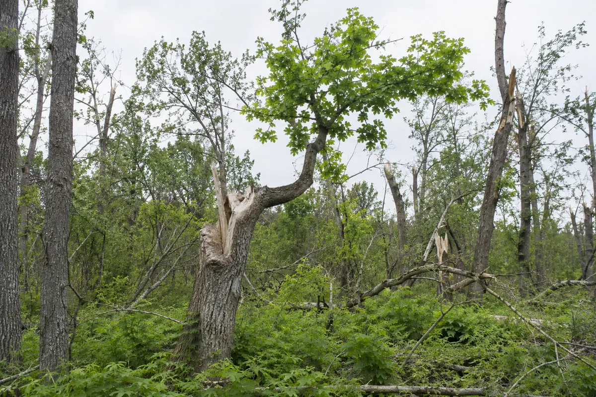 Baum mit neuem Wachstum nach einem Sturmschaden