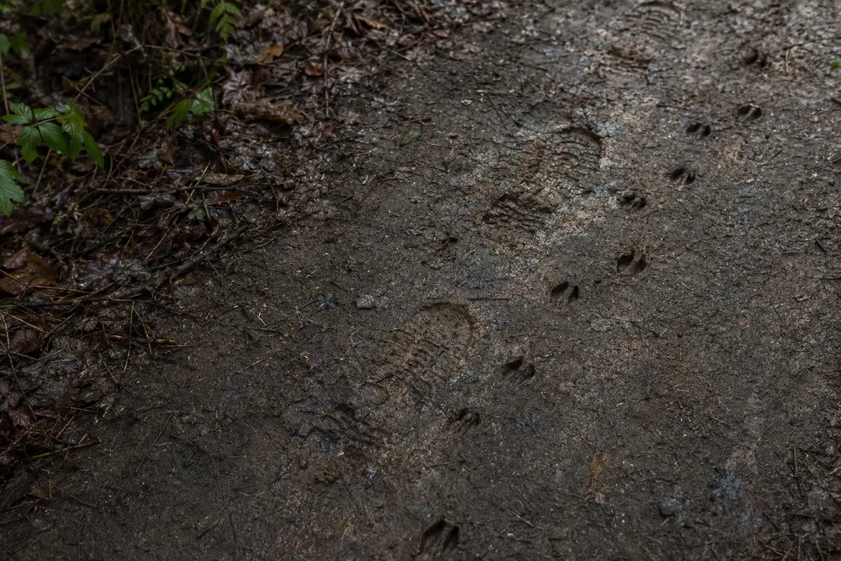 Fußspuren auf feuchtem Boden am Waldrand