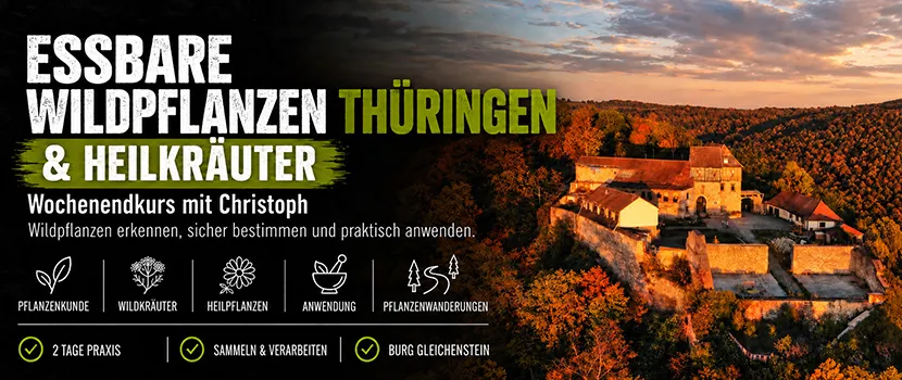 Wochenendkurs für essbare Wildpflanzen, Wildkräuter und Heilkräuter in Thüringen
